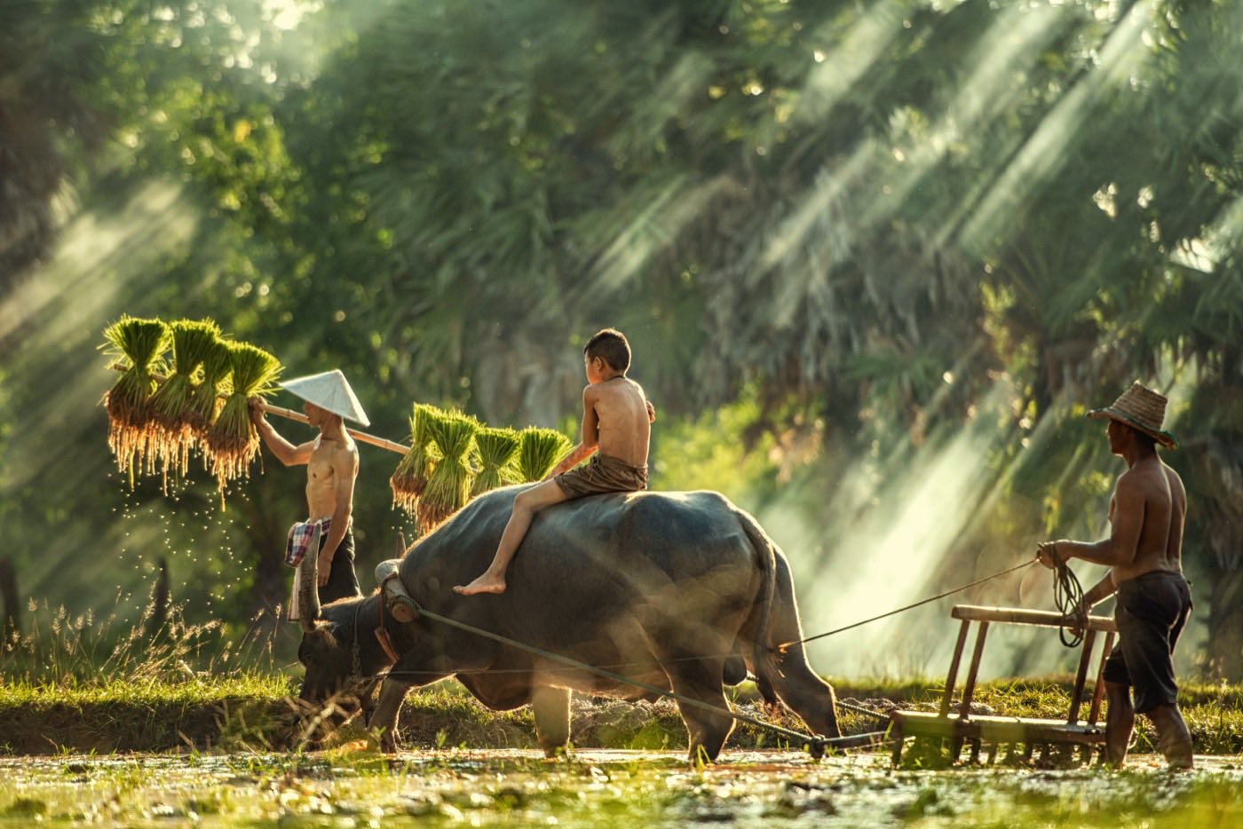 Vietnam Pre Arrival Form Singapore: A Complete Guide